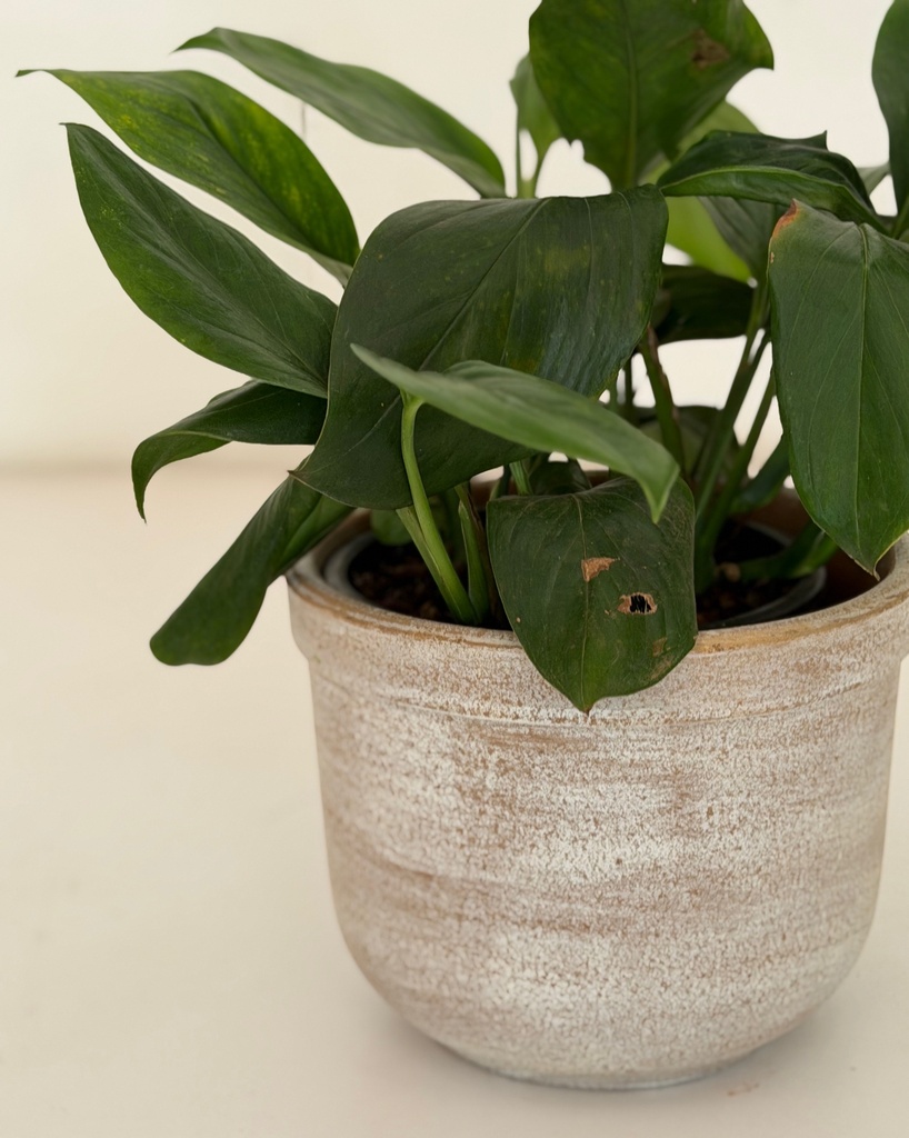 Monstera lechleriana 