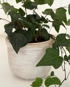 Hedera helix