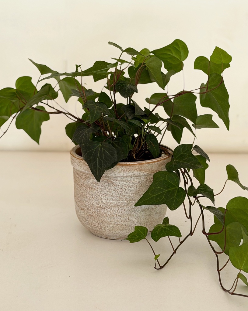Hedera helix