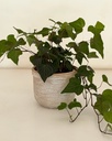 Hedera helix