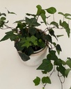 Hedera helix