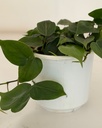Philodendron hederacaeum