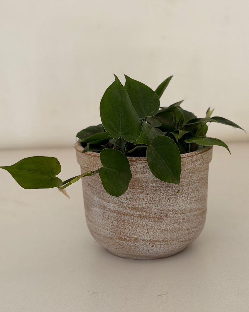 Philodendron hederacaeum