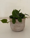 Philodendron hederacaeum