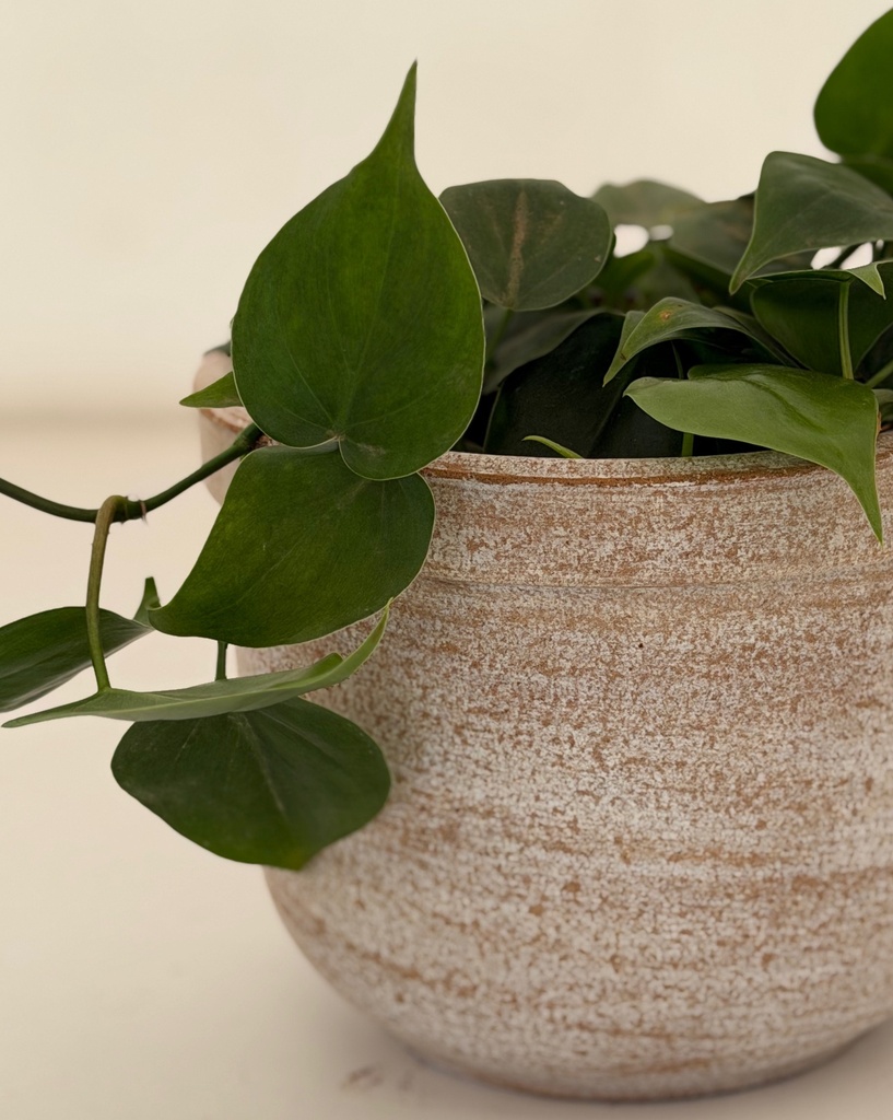 Philodendron hederacaeum