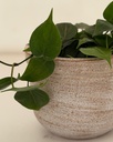 Philodendron hederacaeum