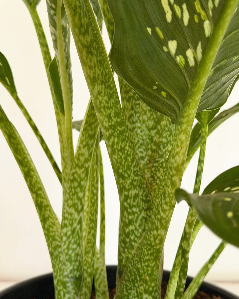 Dieffenbachia 'Crocodile' 