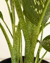 Dieffenbachia 'Crocodile' 
