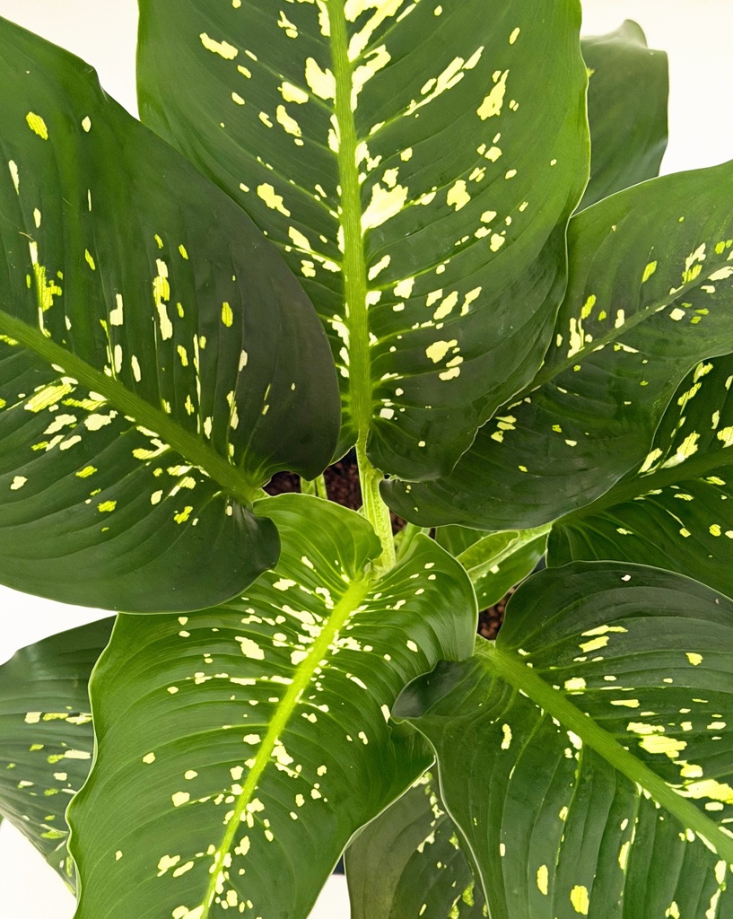 Dieffenbachia 'Crocodile' 