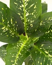 Dieffenbachia 'Crocodile' 