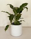Dieffenbachia 'Crocodile' 
