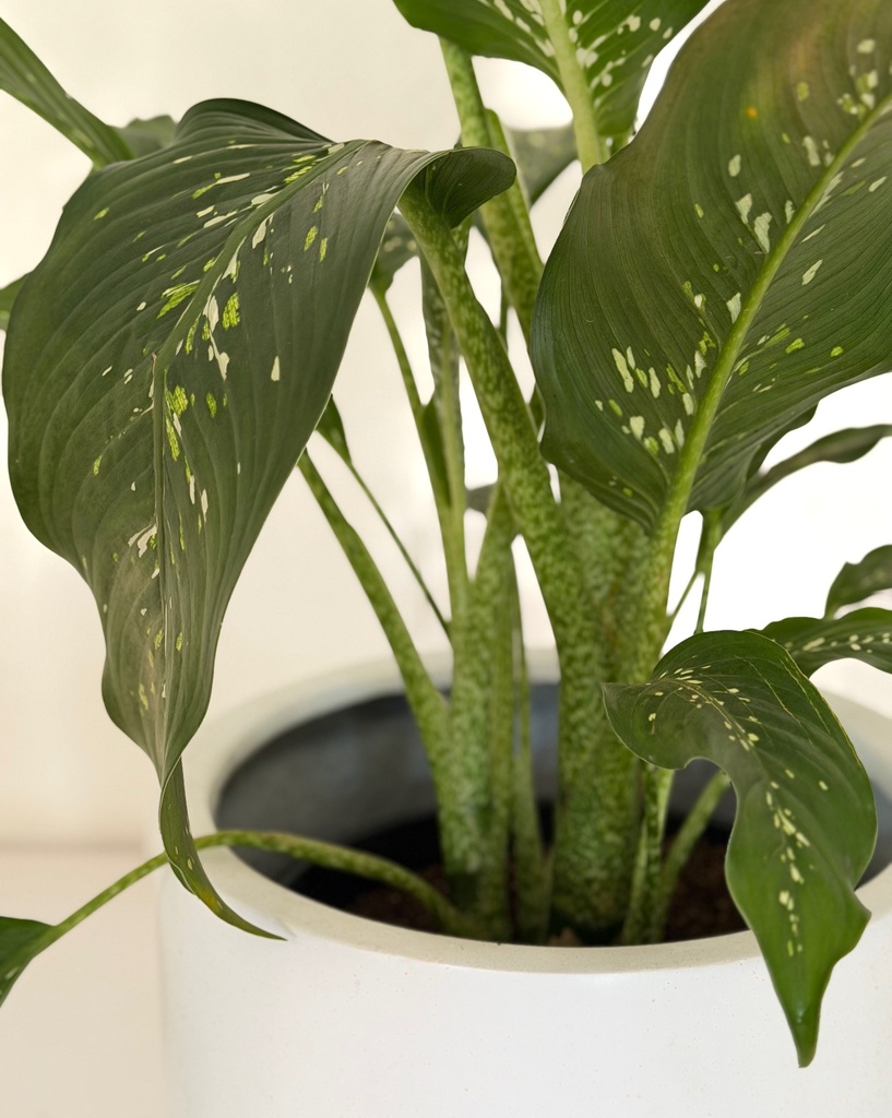 Dieffenbachia 'Crocodile' 
