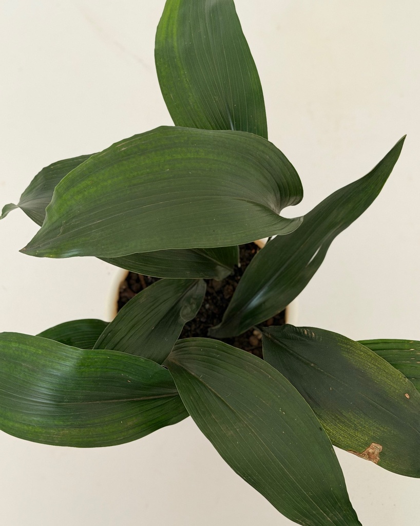Aspidistra elatior 