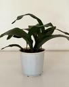 Aspidistra elatior 