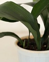 Aspidistra elatior 
