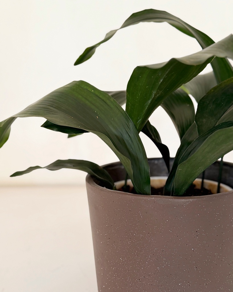 Aspidistra elatior 
