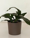 Aspidistra elatior 