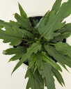 Philodendron xanadu 