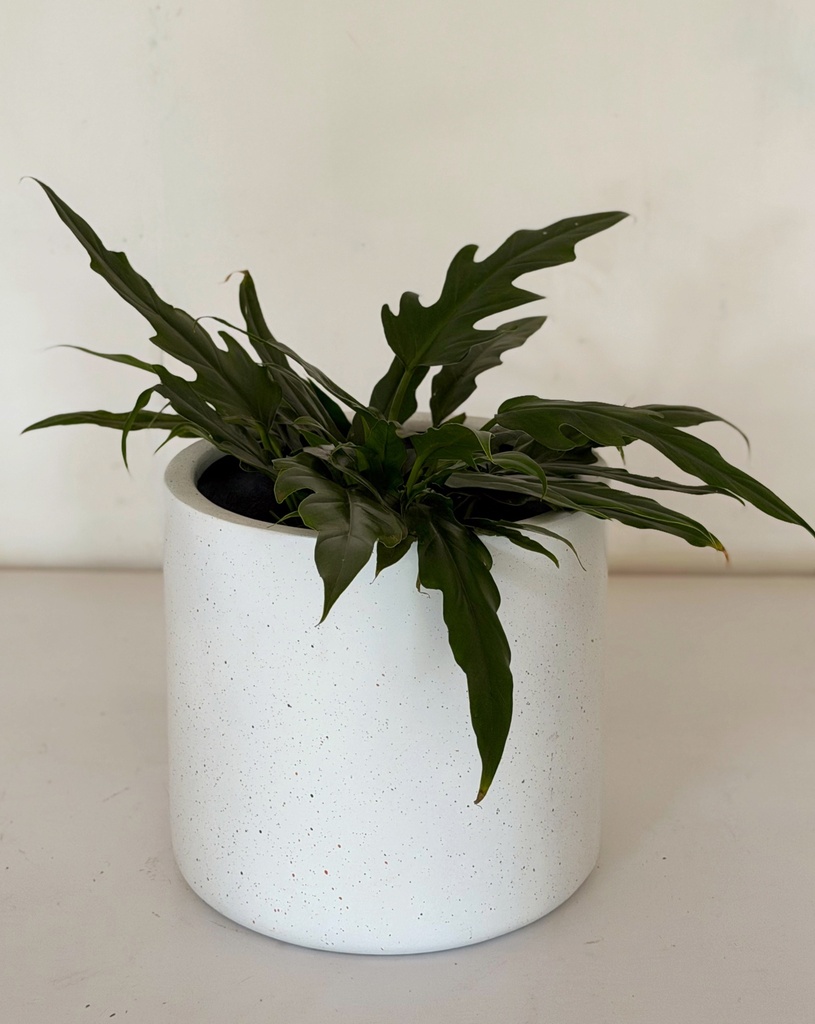Philodendron xanadu 