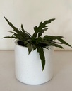 Philodendron xanadu 