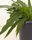 Philodendron xanadu 
