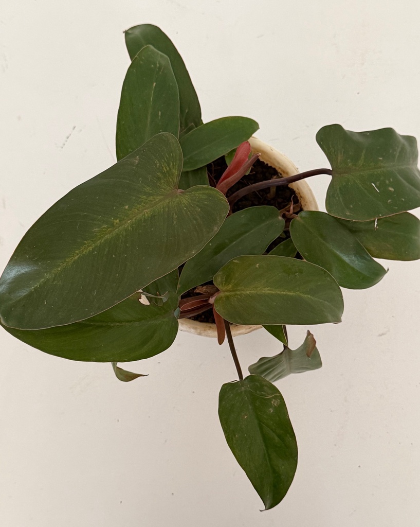 Philodendron erubescens 'Red Emerald'