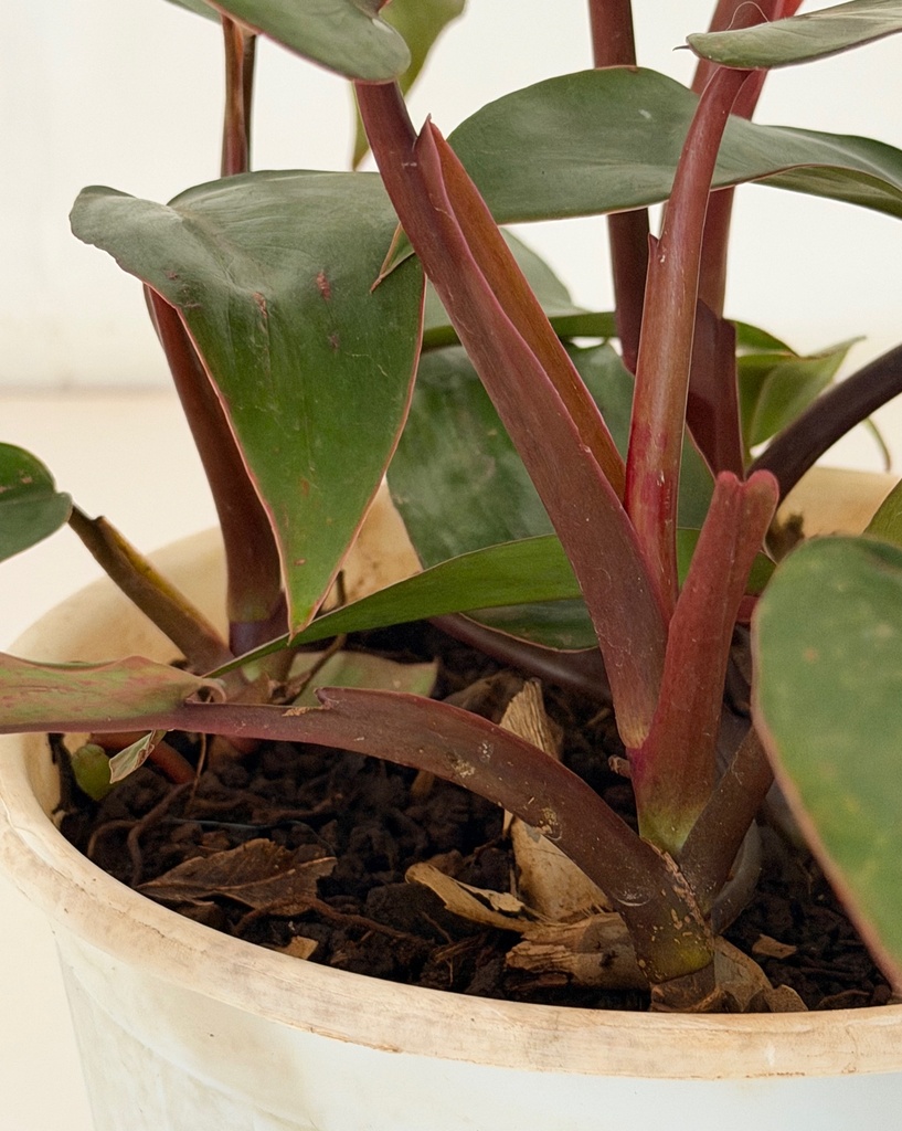 Philodendron erubescens 'Red Emerald'
