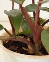 Philodendron erubescens 'Red Emerald'