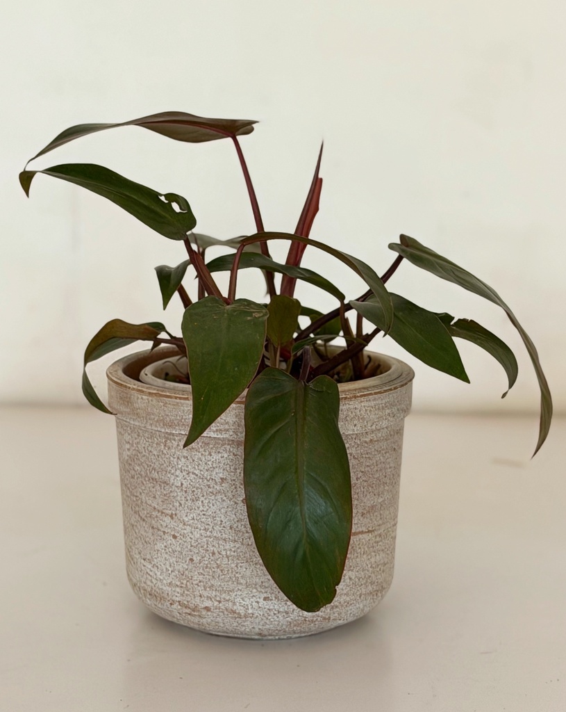 Philodendron erubescens 'Red Emerald'