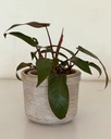 Philodendron erubescens 'Red Emerald'