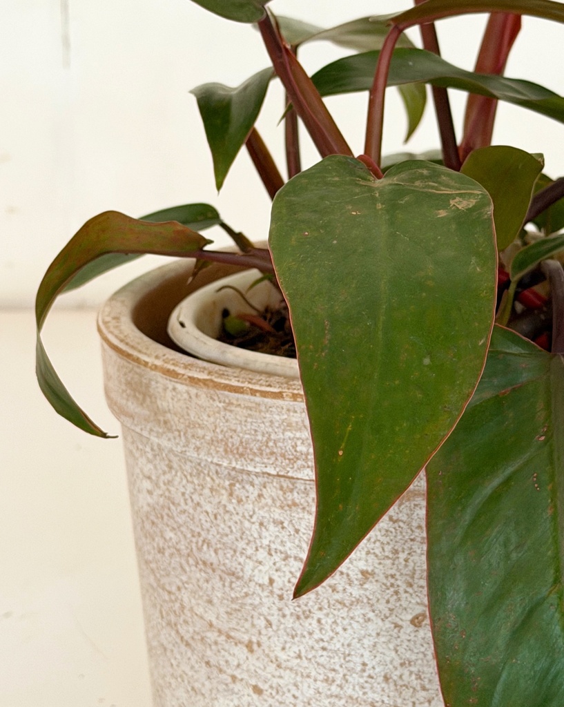 Philodendron erubescens 'Red Emerald'