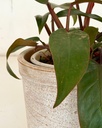 Philodendron erubescens 'Red Emerald'