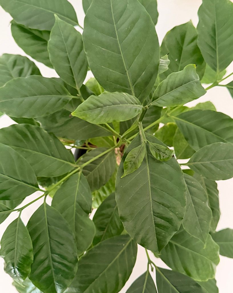 Coffea