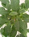 Coffea