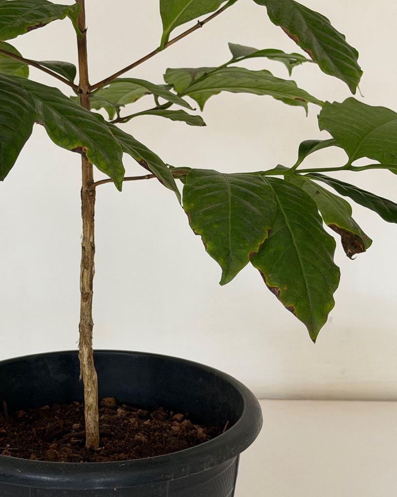Coffea