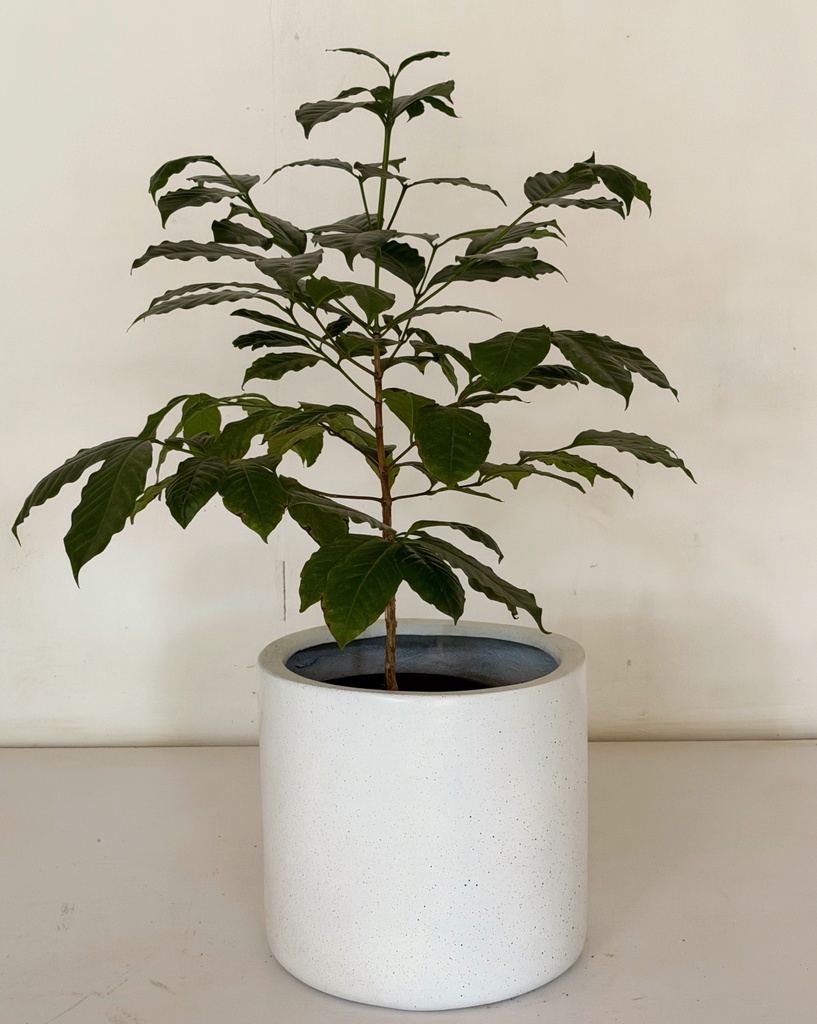 Coffea