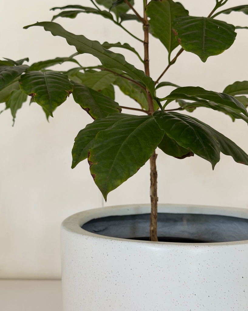 Coffea