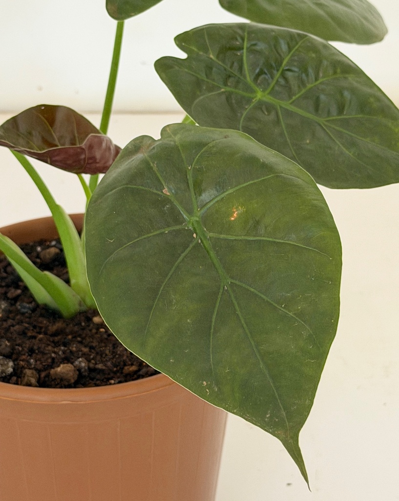 Alocasia wentii