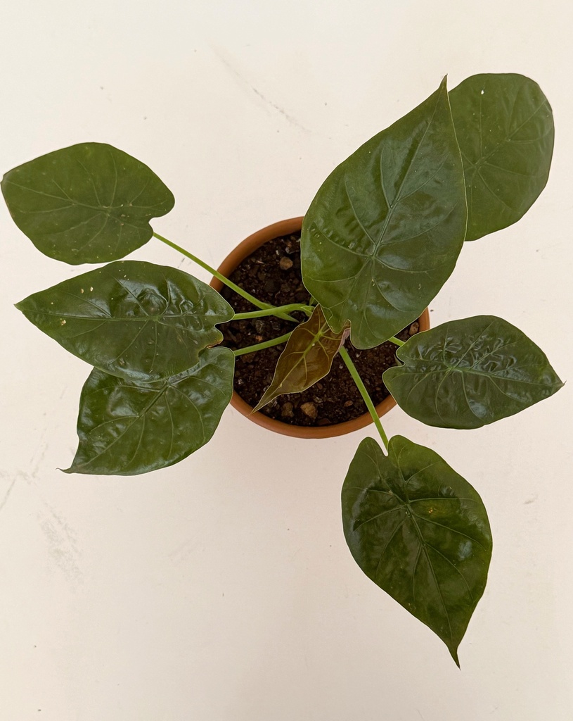 Alocasia wentii