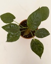 Alocasia wentii
