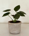 Alocasia wentii