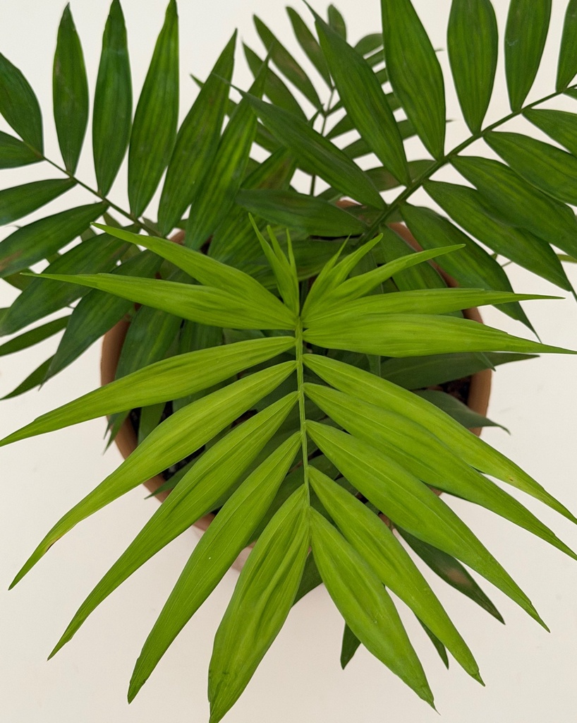 Chamaedorea elegans (Parlour Palm)