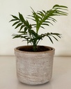 Chamaedorea elegans (Parlour Palm)