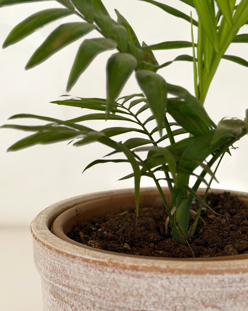 Chamaedorea elegans (Parlour Palm)
