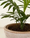 Chamaedorea elegans (Parlour Palm)