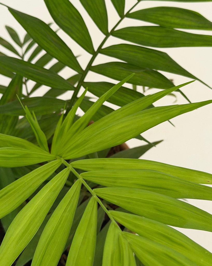Chamaedorea elegans (Parlour Palm)