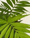 Chamaedorea elegans (Parlour Palm)