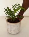 Chamaedorea elegans (Parlour Palm)