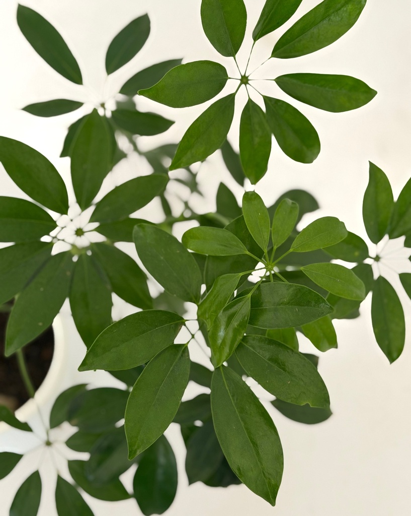 Schefflera arboricola