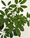 Schefflera arboricola